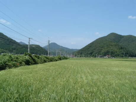 陸域生物調査